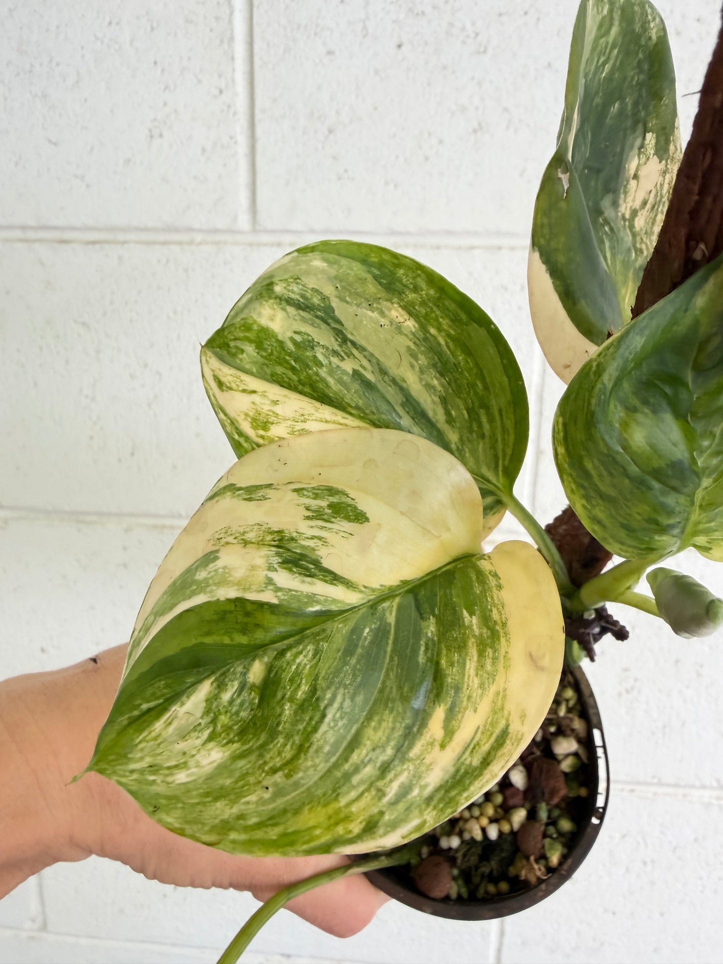 Scindapsus Rubicon variegated
