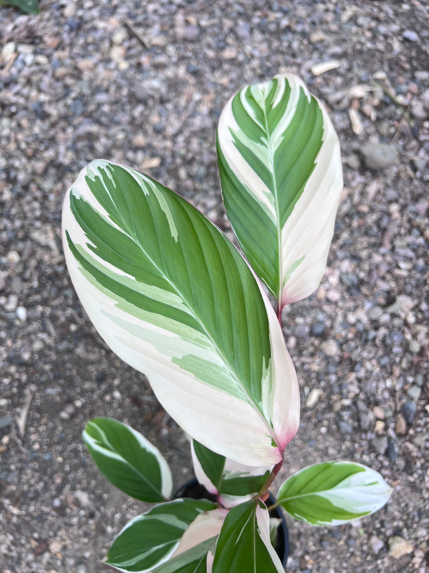 Maranta Watercolour