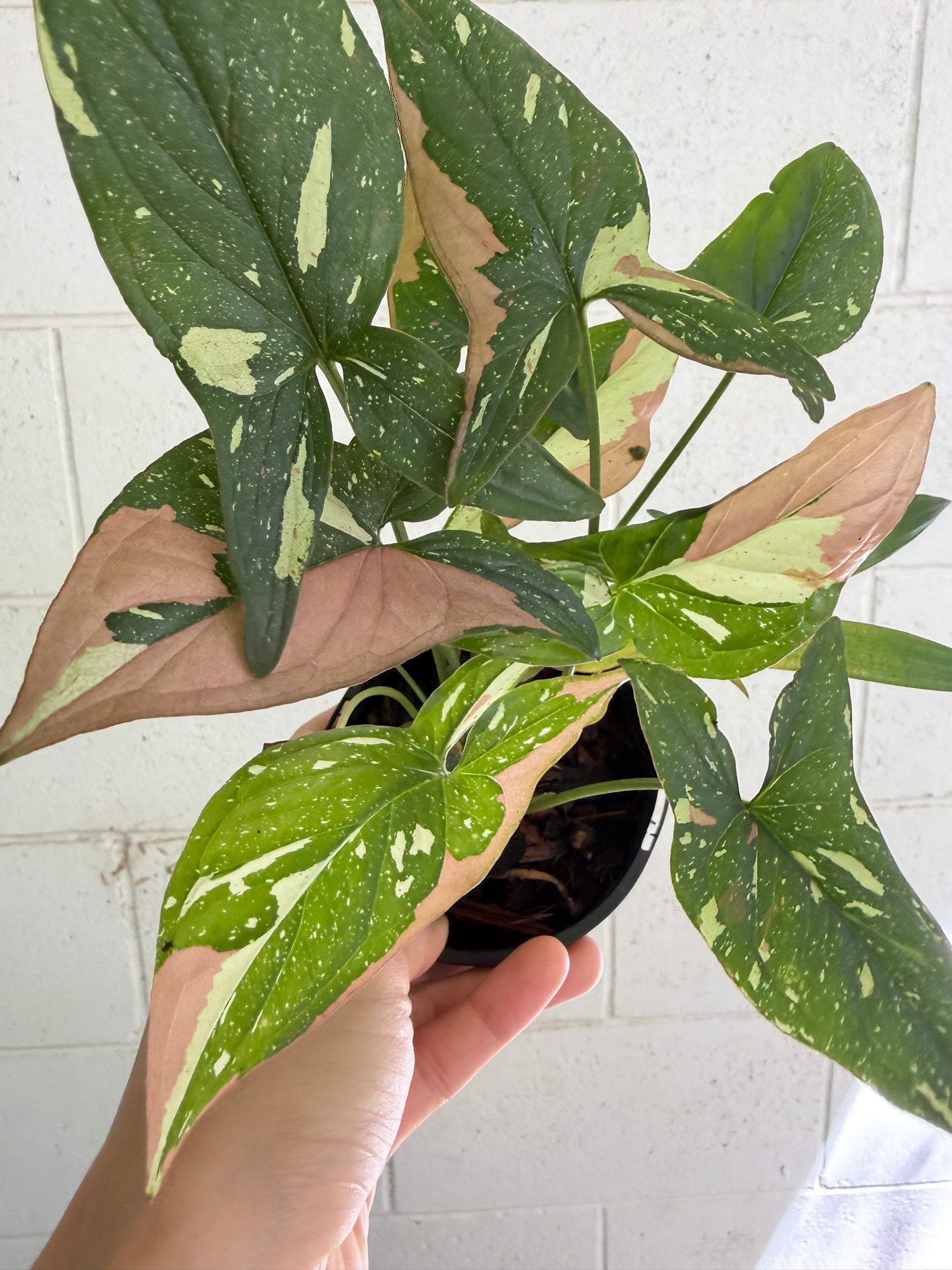 Syngonium Red Spot Tricolor. Houseplant & Indoor Plant Gifts Australia