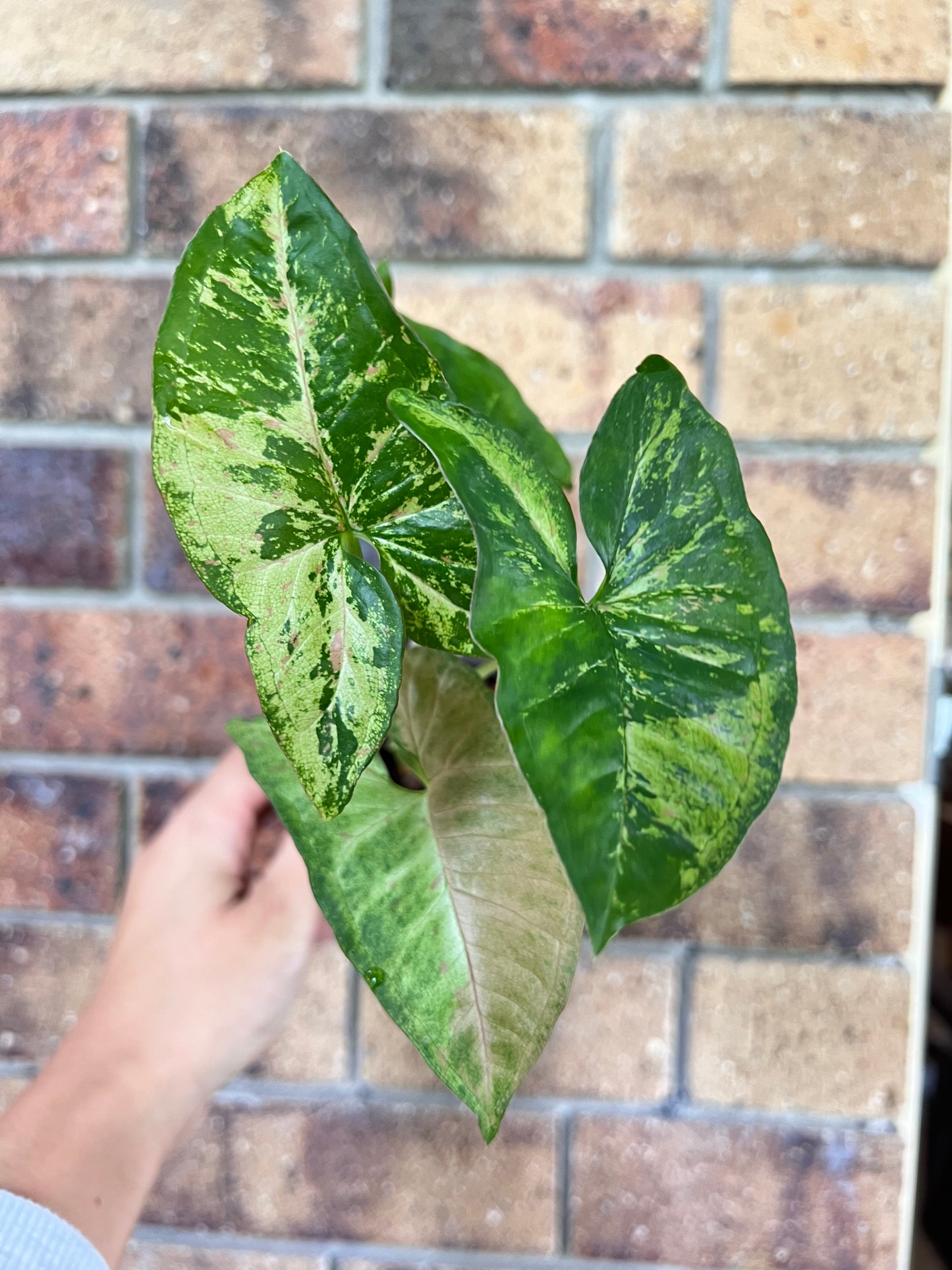 Syngonium Confetti Tricolor