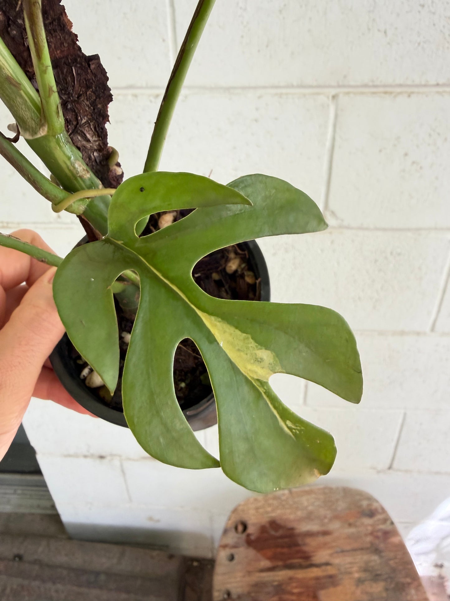 Rhaphidophora Tetrasperma