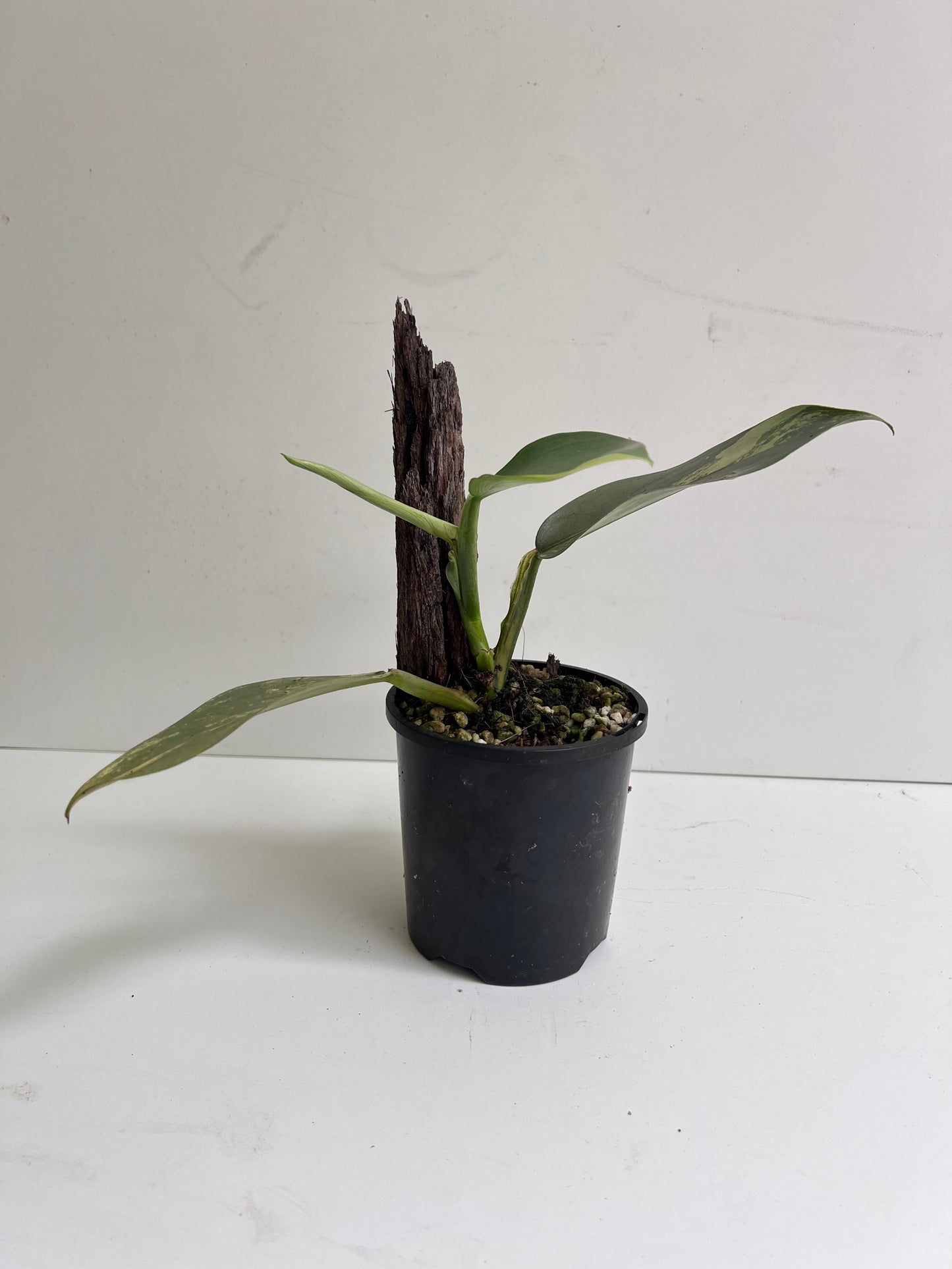 Philodendron Silver sword, variegated