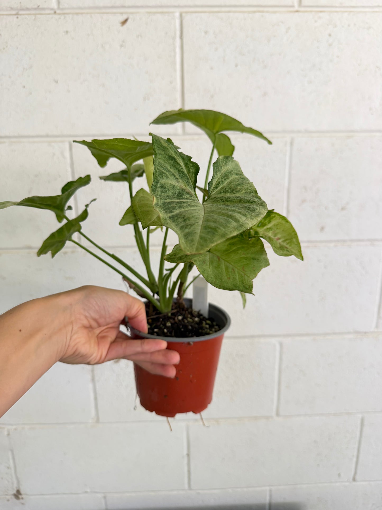 Syngonium Confetti Tricolour