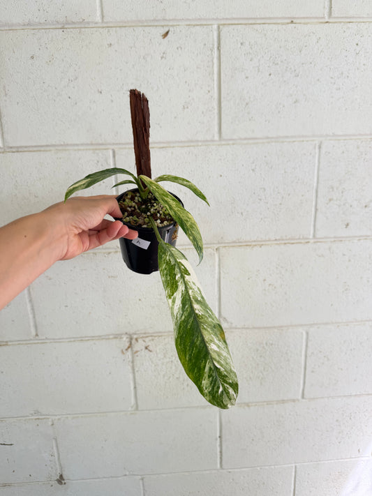 Rhaphidophora Megasperma