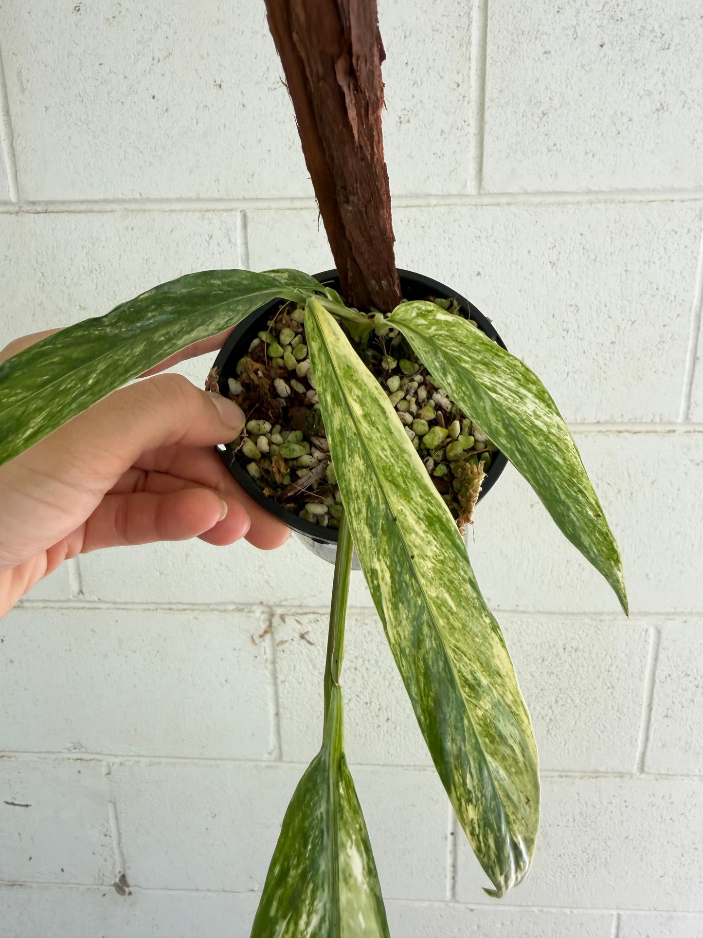 Rhaphidophora Megasperma