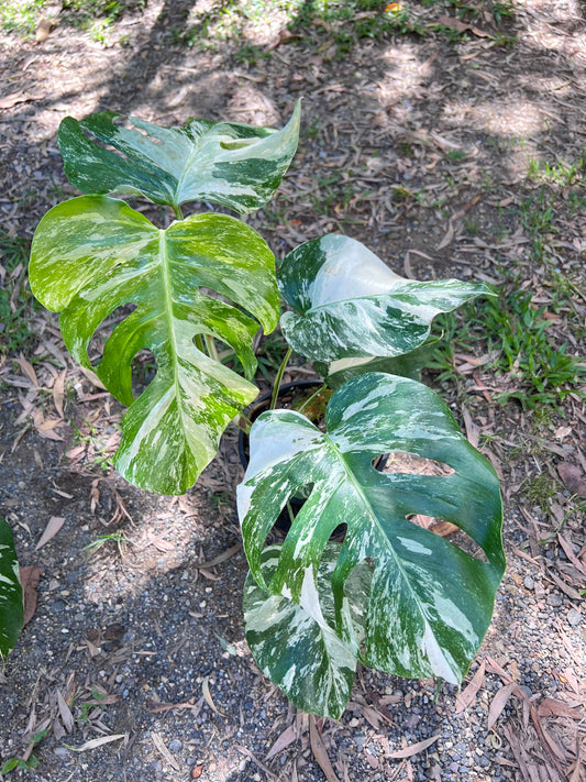 Monstera Borsigiana Albo P