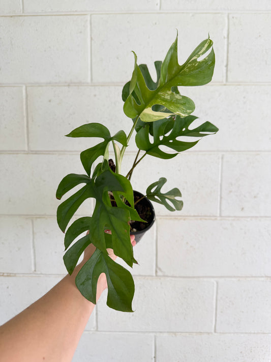 Rhaphidophora Tetrasperma