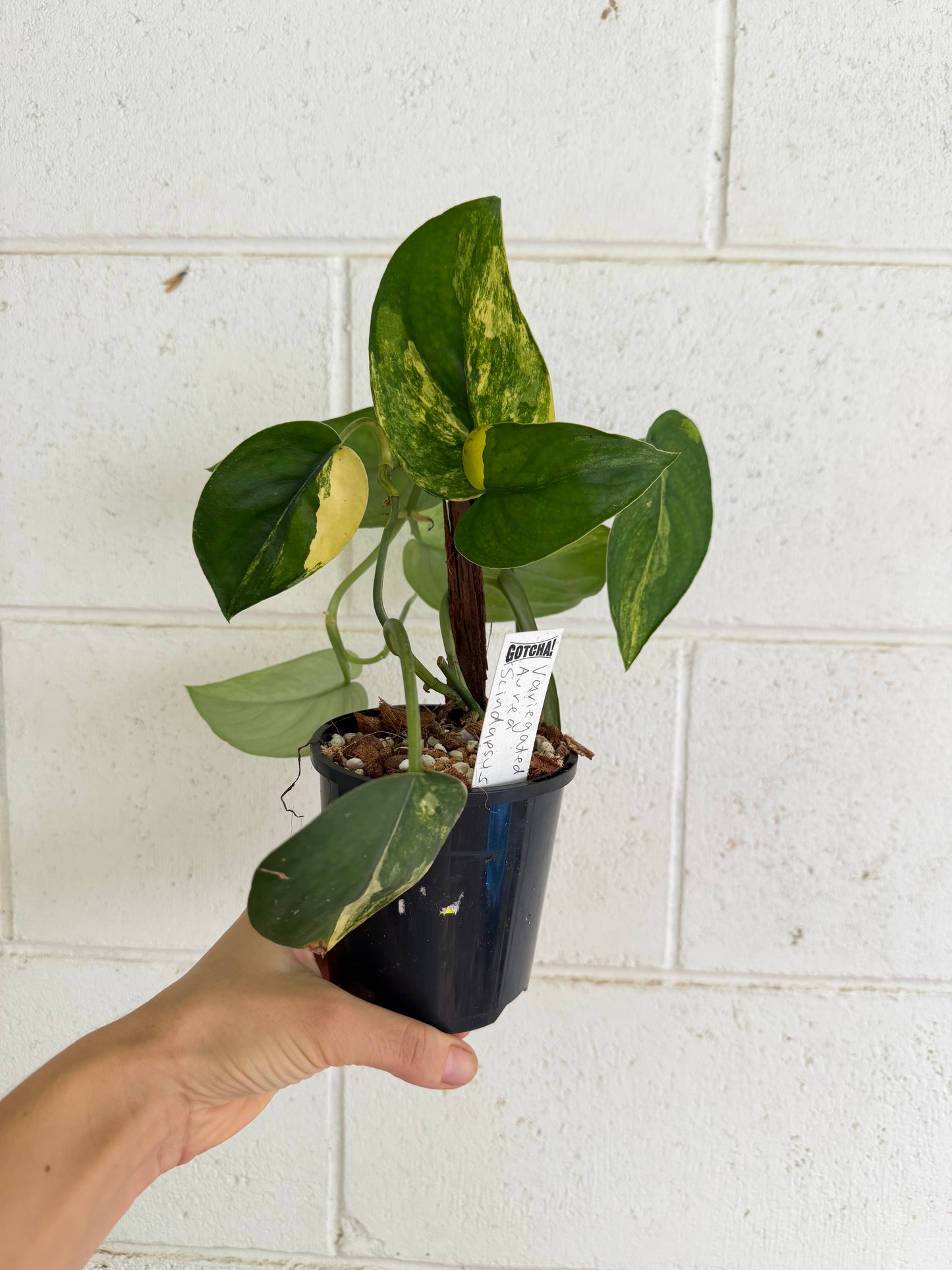 Scindapsus Jade Aurea