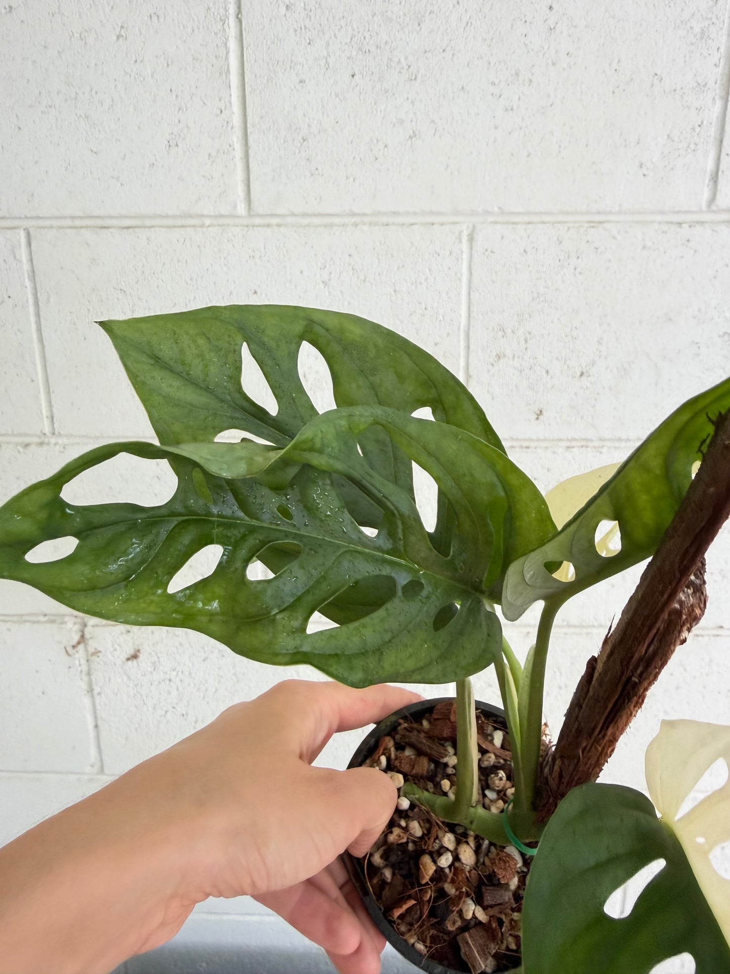 Monstera Adansonii variegated  - Indoor Plants & Rare Houseplant gifts Australia