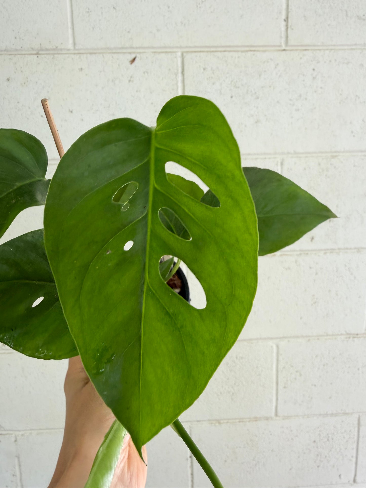Monstera Uno (the viral hybrid by Odd Spot Plants)