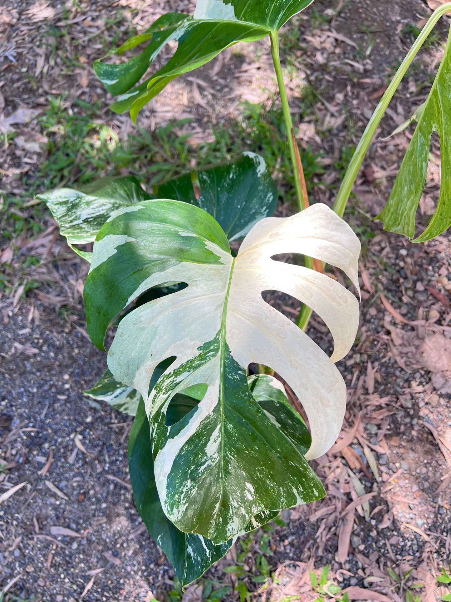 Monstera Borsigiana Albo C