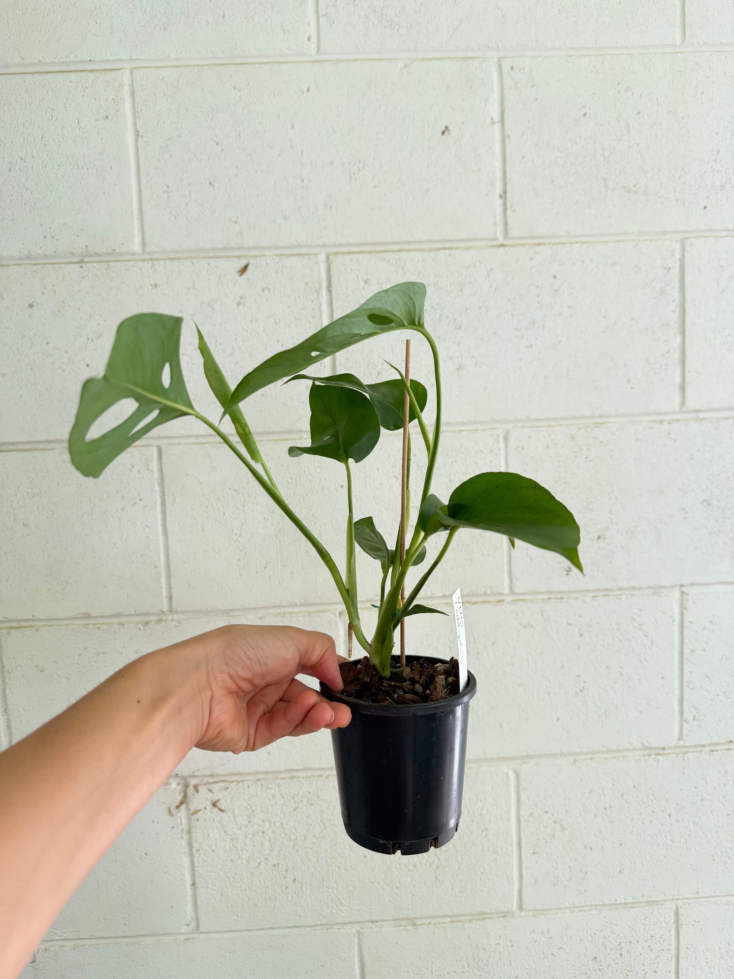 Monstera Uno (the viral hybrid by Odd Spot Plants)