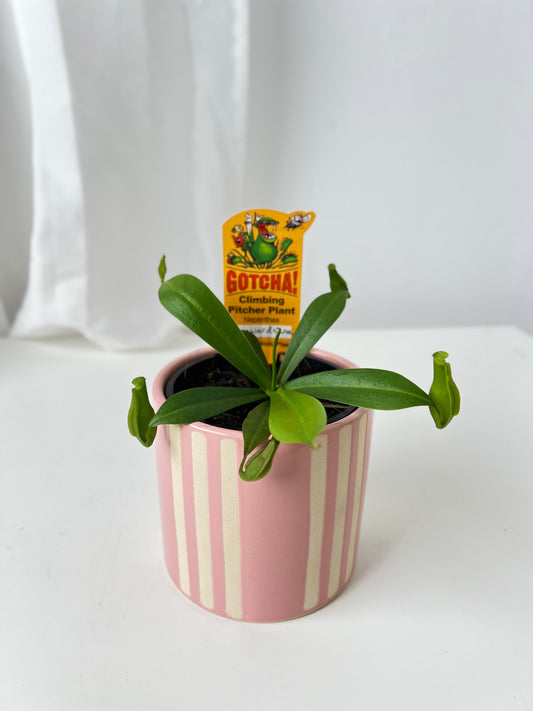 Nepenthes reinwardtiana