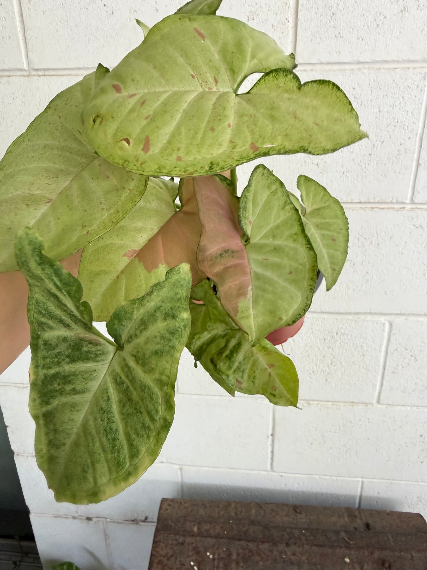 Syngonium Confetti Tricolour