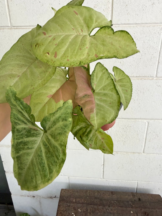 Syngonium Confetti Tricolour