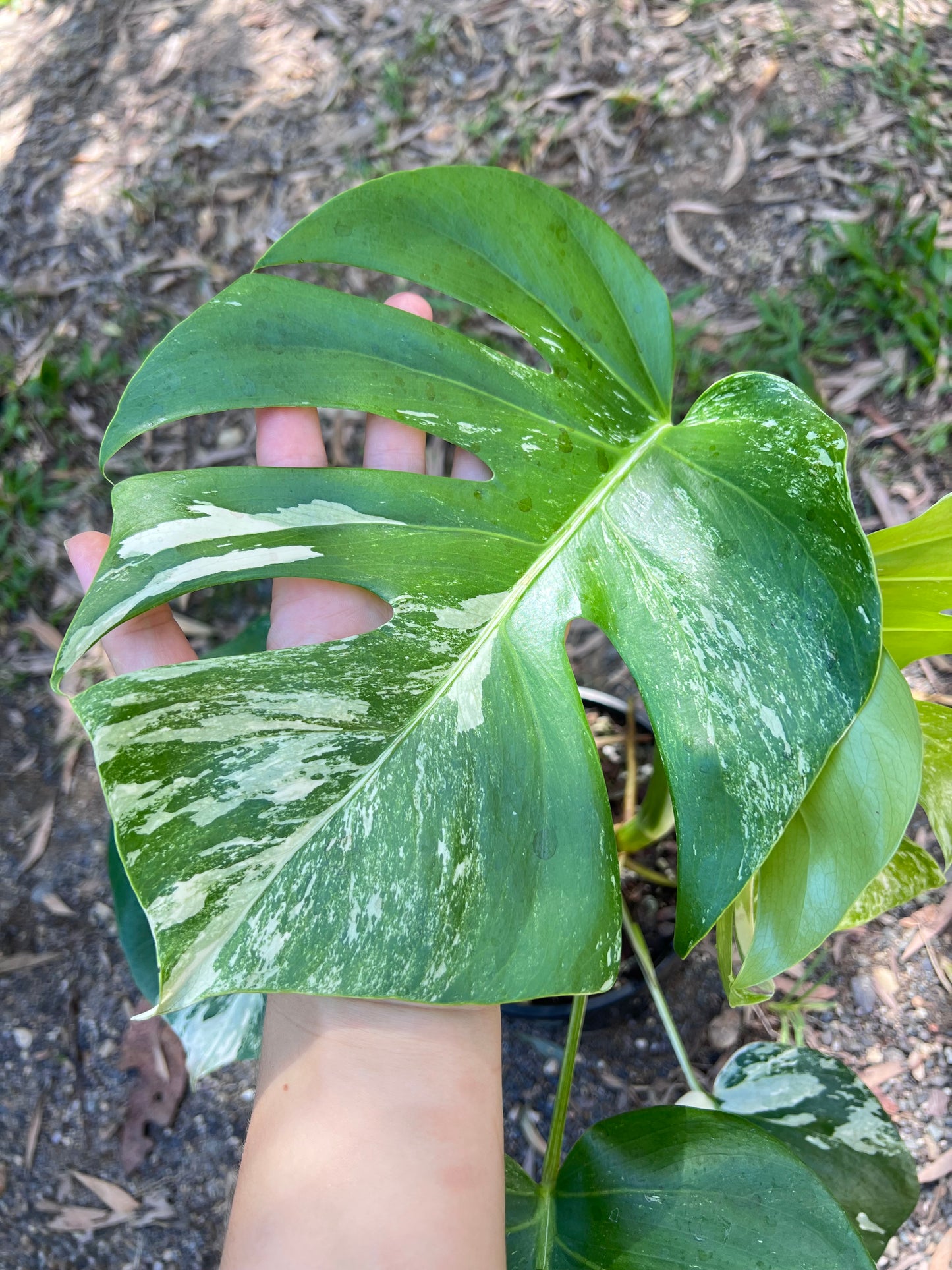 Monstera Borsigiana Albo U