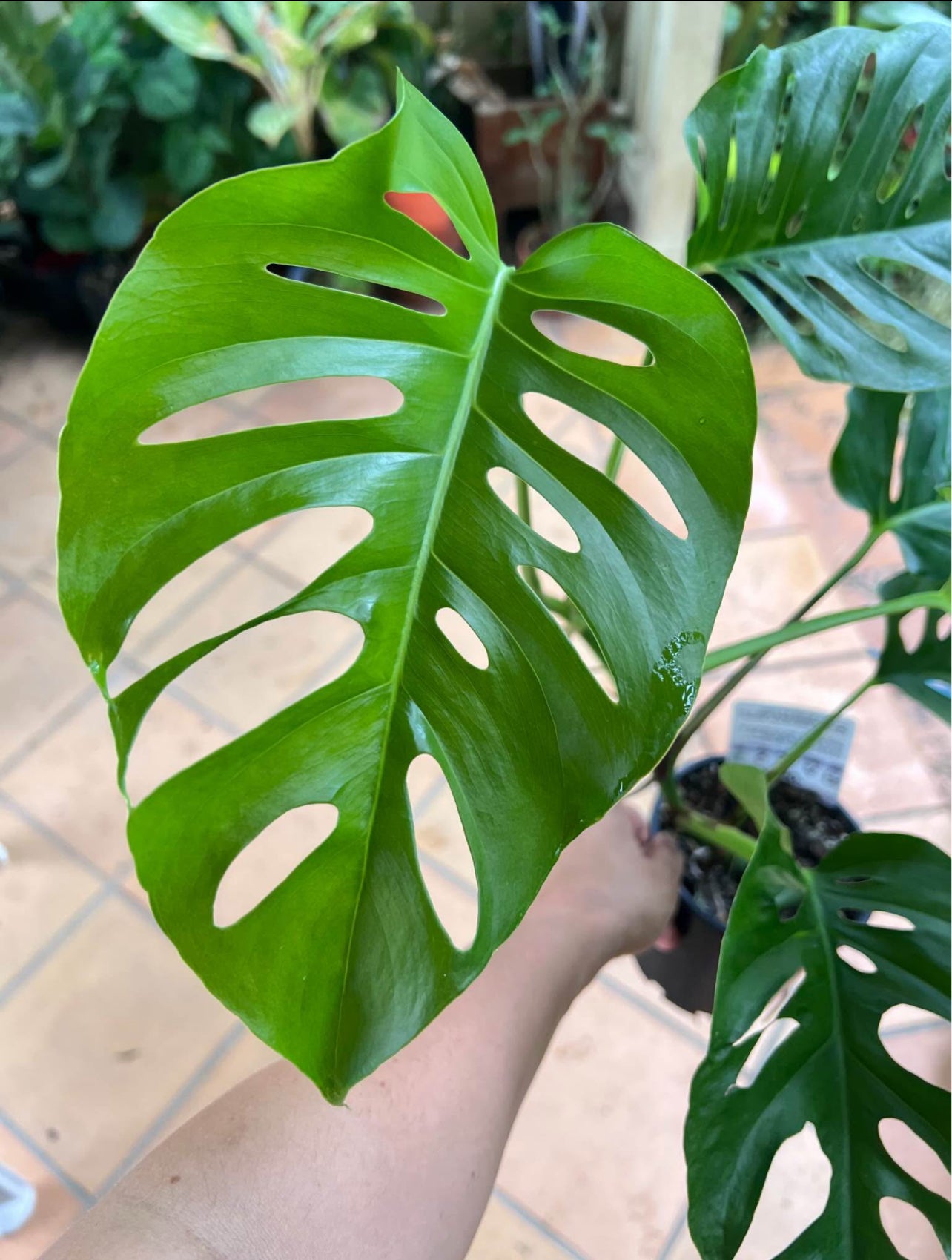 Monstera Uno (the viral hybrid by Odd Spot Plants)