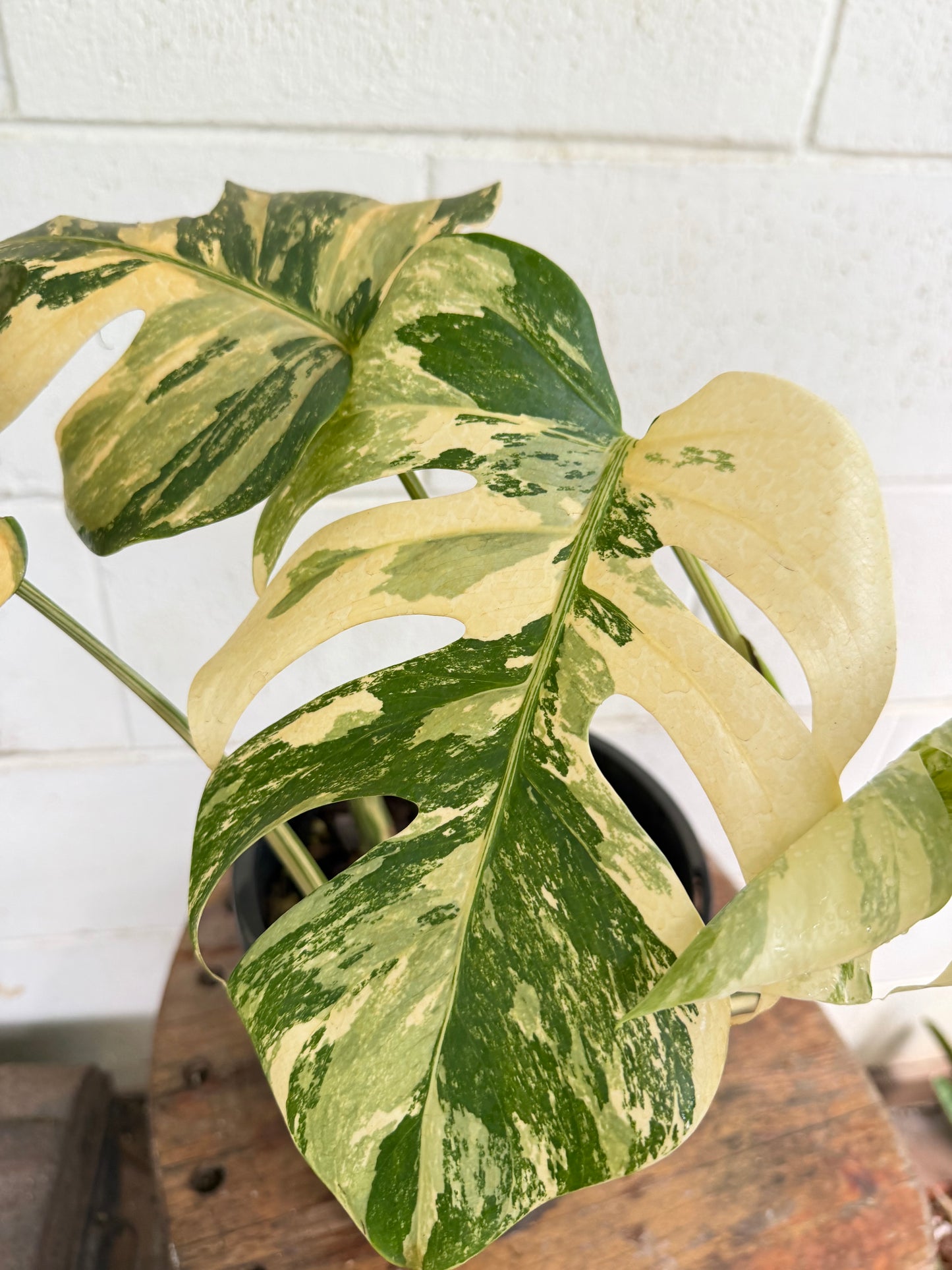 Monstera Borsigiana Variegated - Small-Medium & highly variegated
