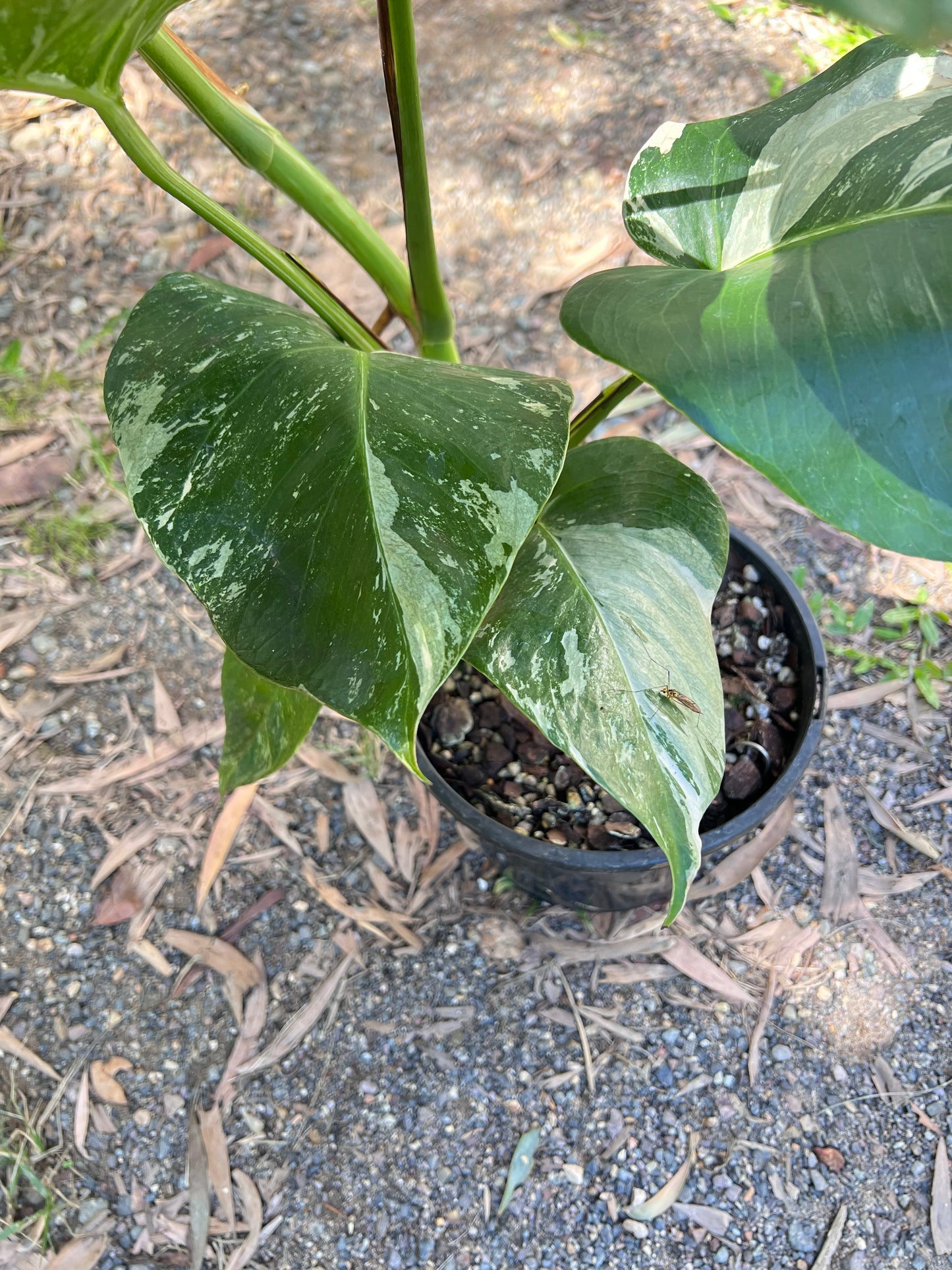 Monstera Borsigiana Albo C