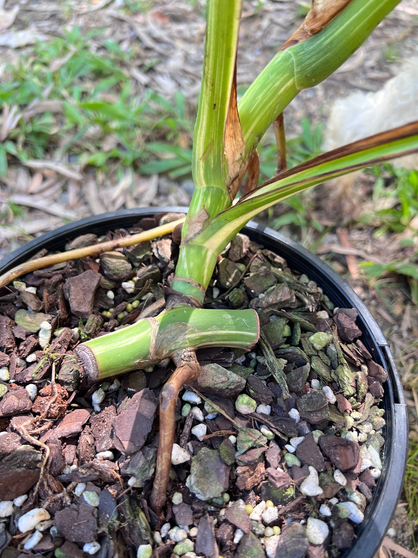 Monstera Borsigiana Albo E