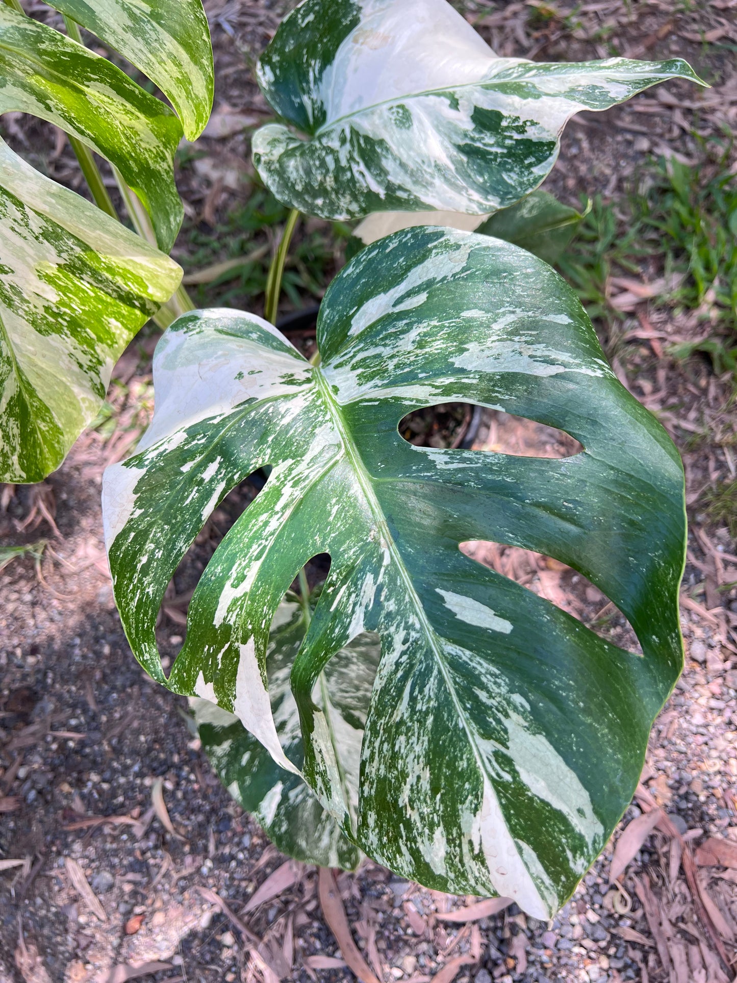 Monstera Borsigiana Albo P