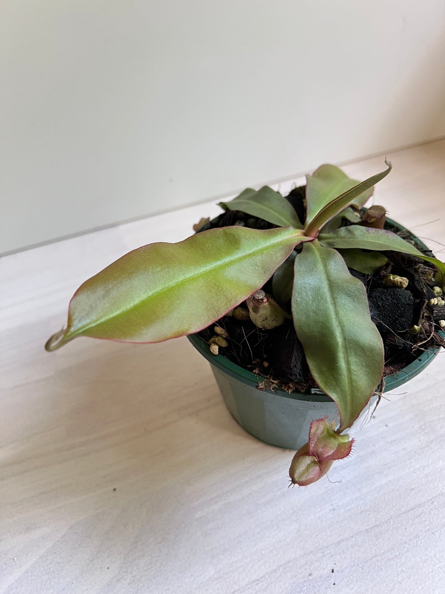 Nepenthes 'Rafflesiana x Viking ' (Pitcher Plant 'Rafflesiana x Viking’), 140mm