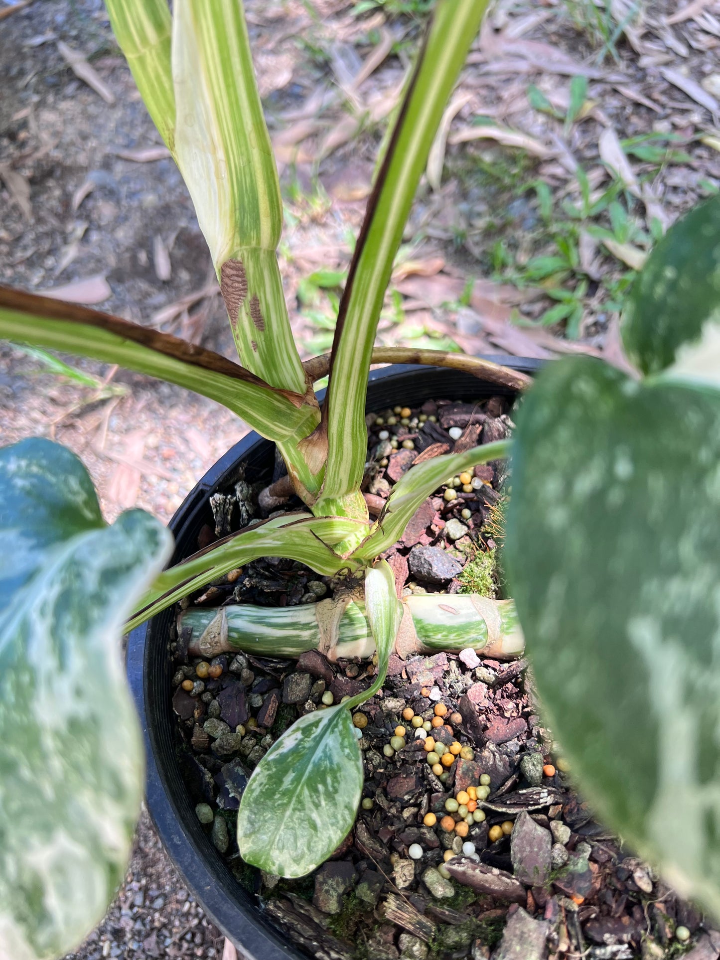 Monstera Borsigiana Albo P