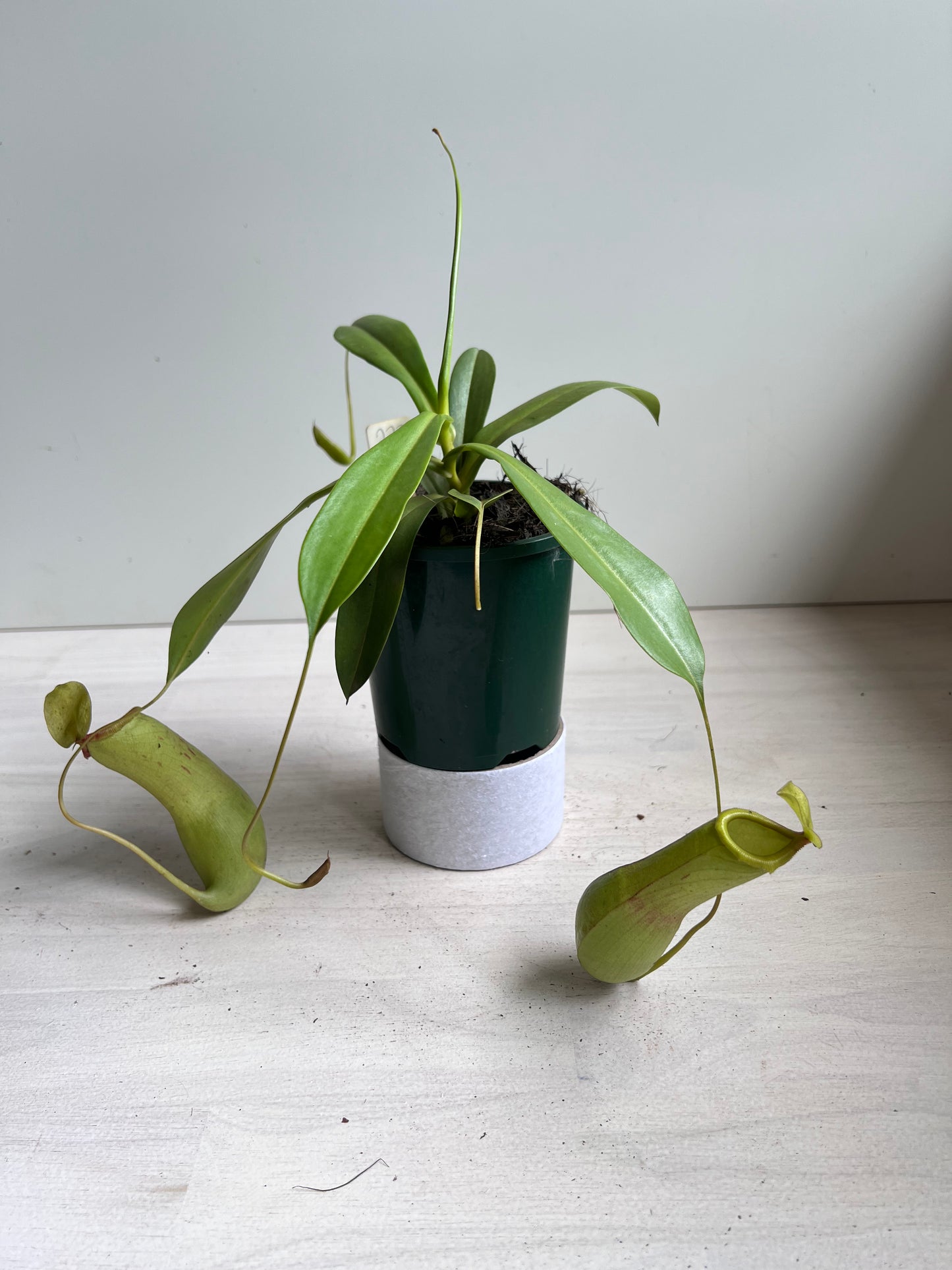 Nepenthes Ventricosa x Alata (female plant)