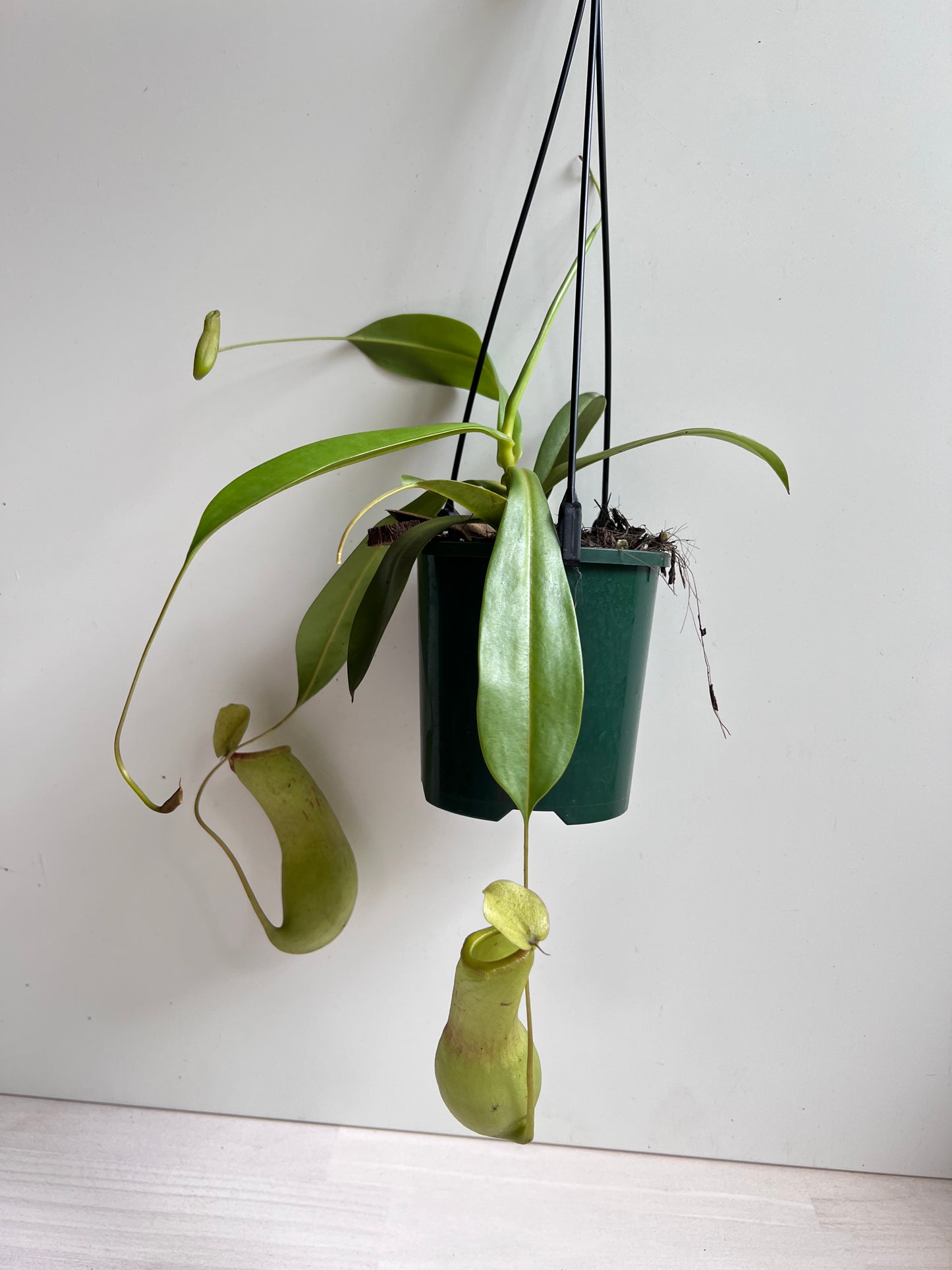 Nepenthes Ventricosa x Alata (female plant)