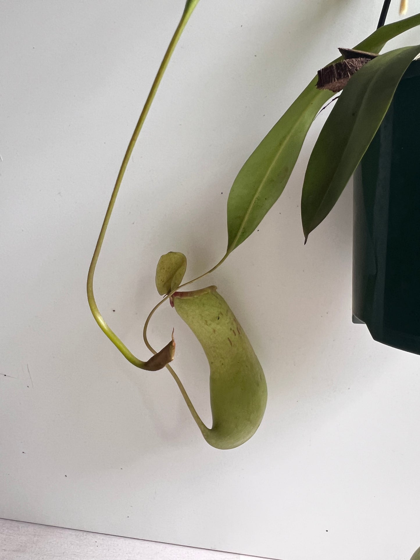 Nepenthes Ventricosa x Alata (female plant)