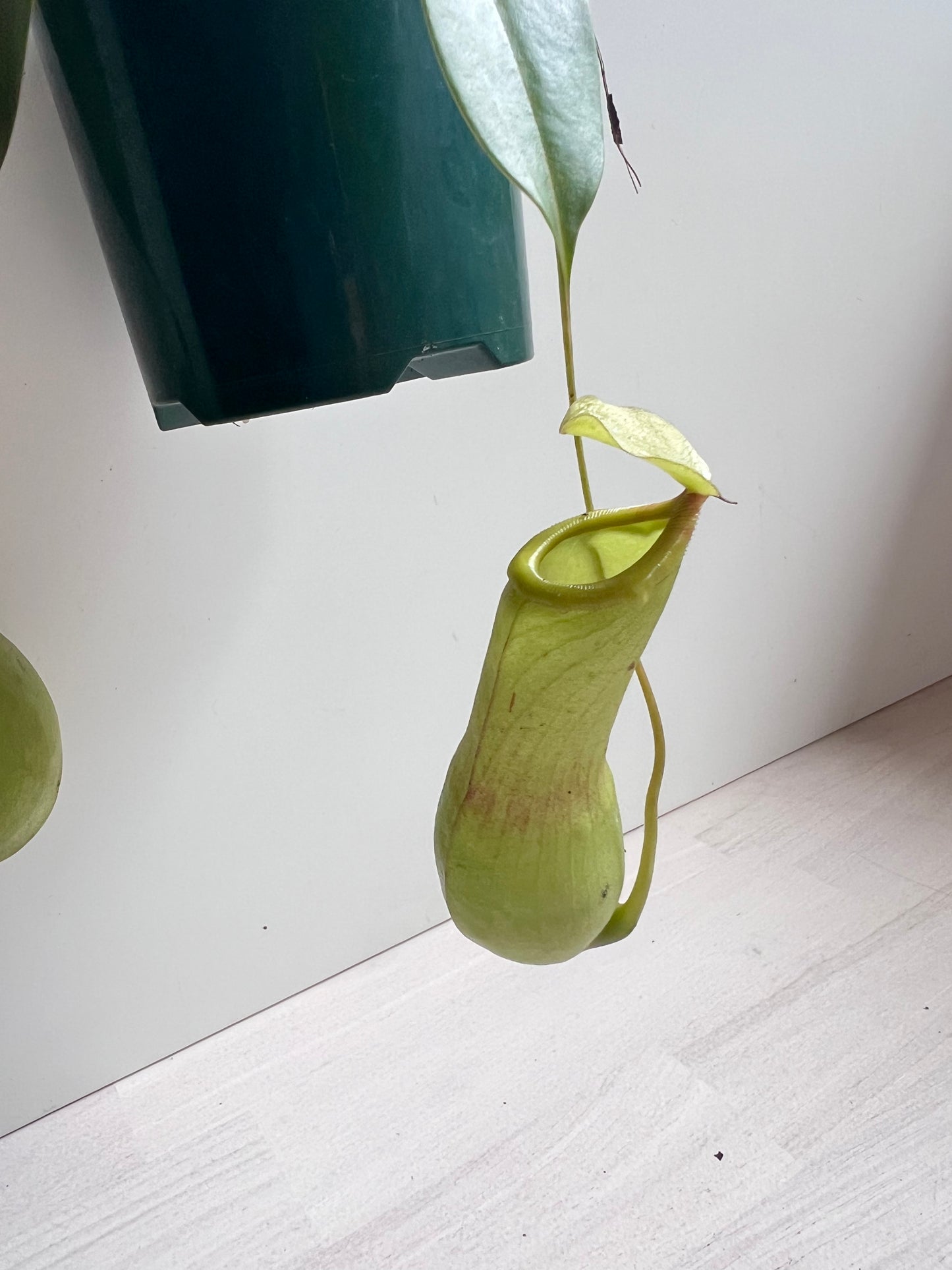 Nepenthes Ventricosa x Alata (female plant)