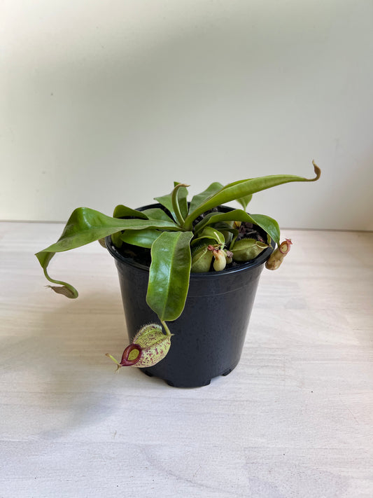 Nepenthes 'hookeriana' (Pitcher Plant 'hookeriana'), 130mm