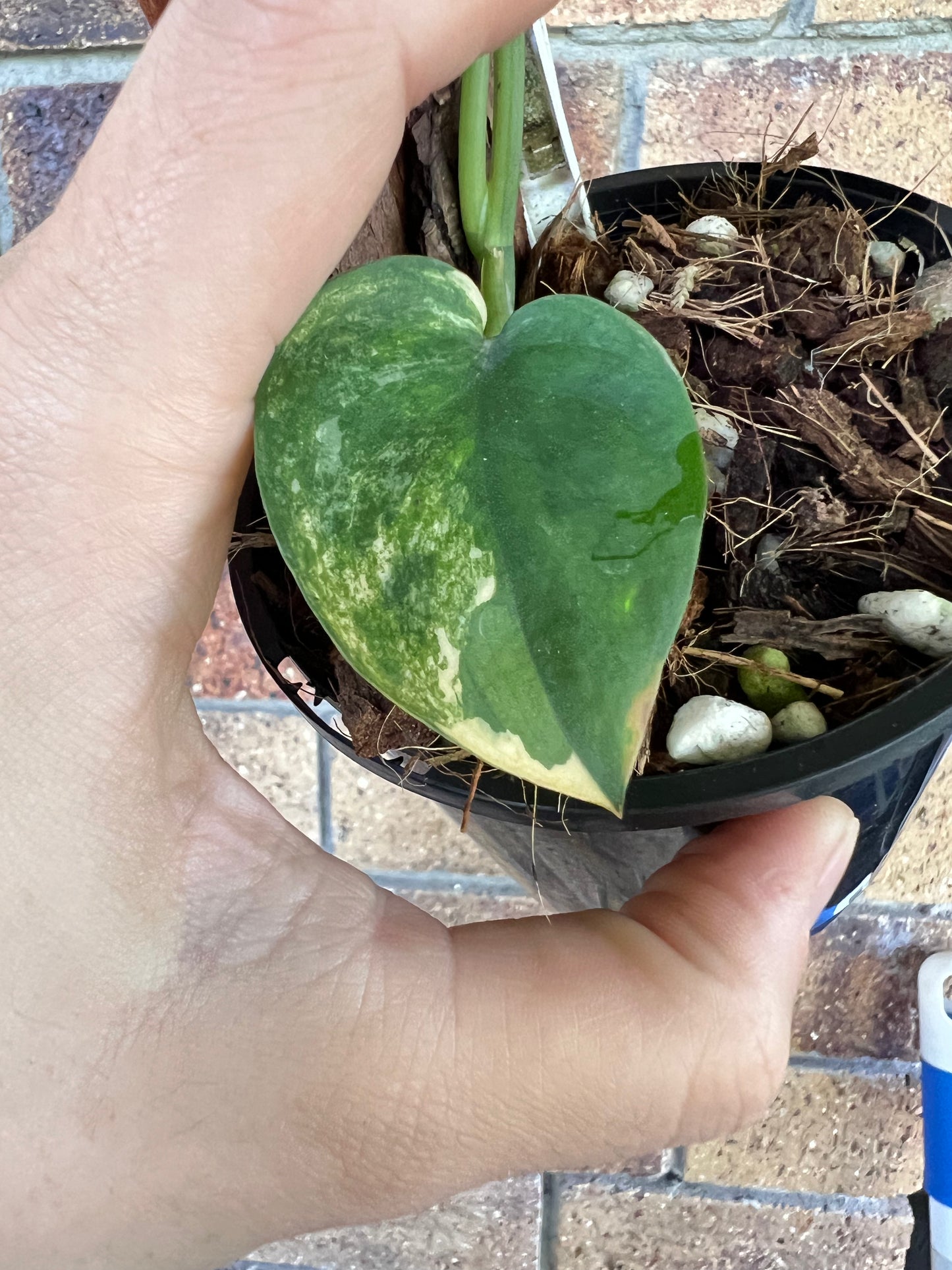 Scindapsus Jade Aurea