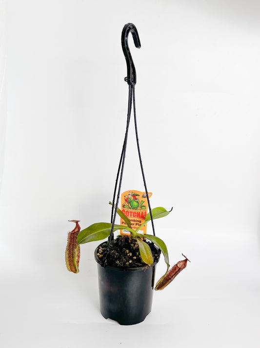 Nepenthes 'maxima' (Pitcher Plant 'maxima'), 100mm