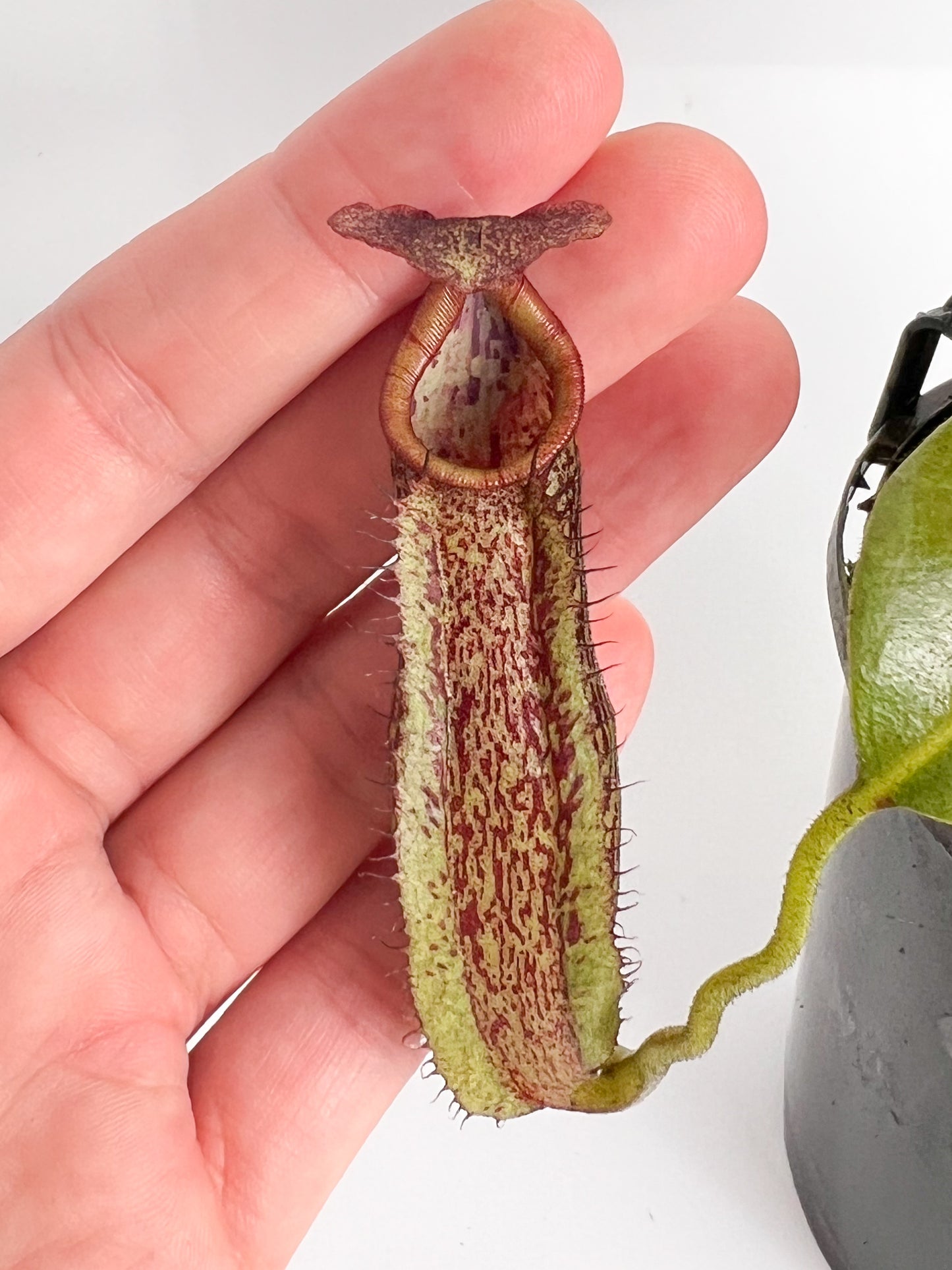 Nepenthes 'maxima' (Pitcher Plant 'maxima'), 100mm
