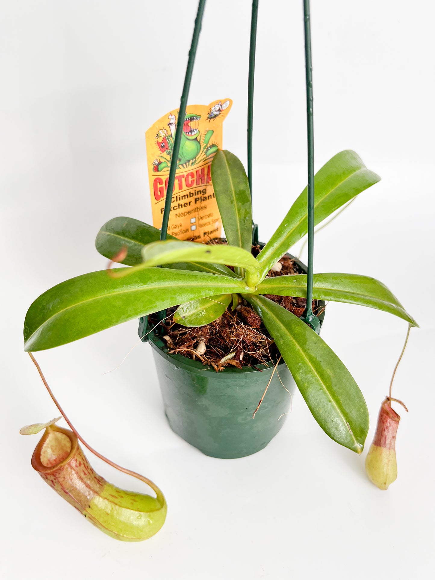 Nepenthes St. Pacificus (Pitcher Plant 'St. Pacificus'), 100mm