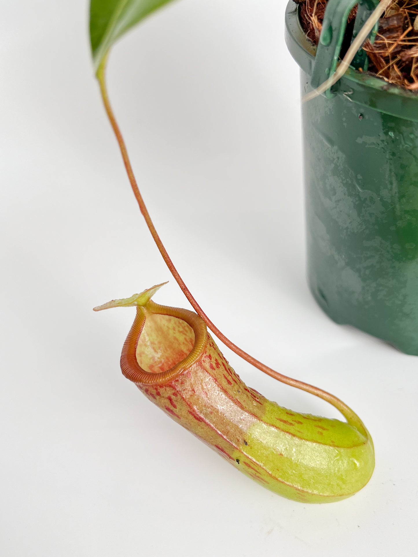 Nepenthes St. Pacificus (Pitcher Plant 'St. Pacificus'), 100mm