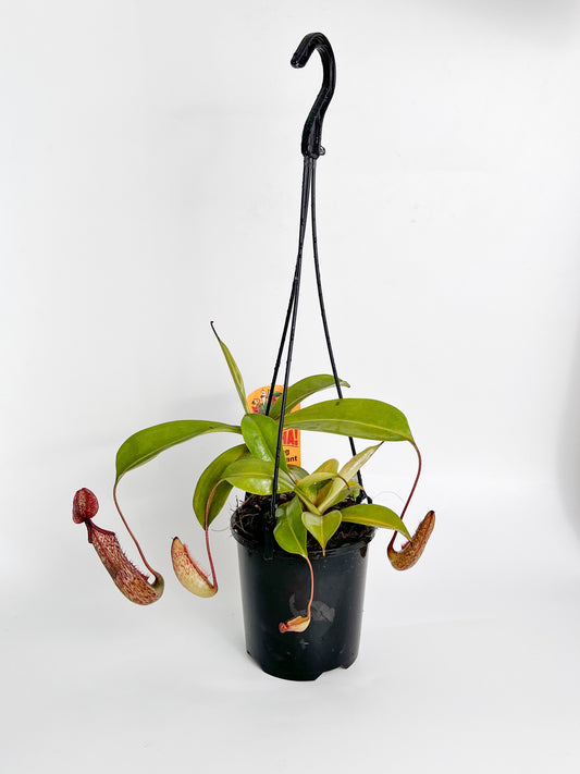 Nepenthes 'Gentle' (Pitcher Plant 'Gentle'), 100mm