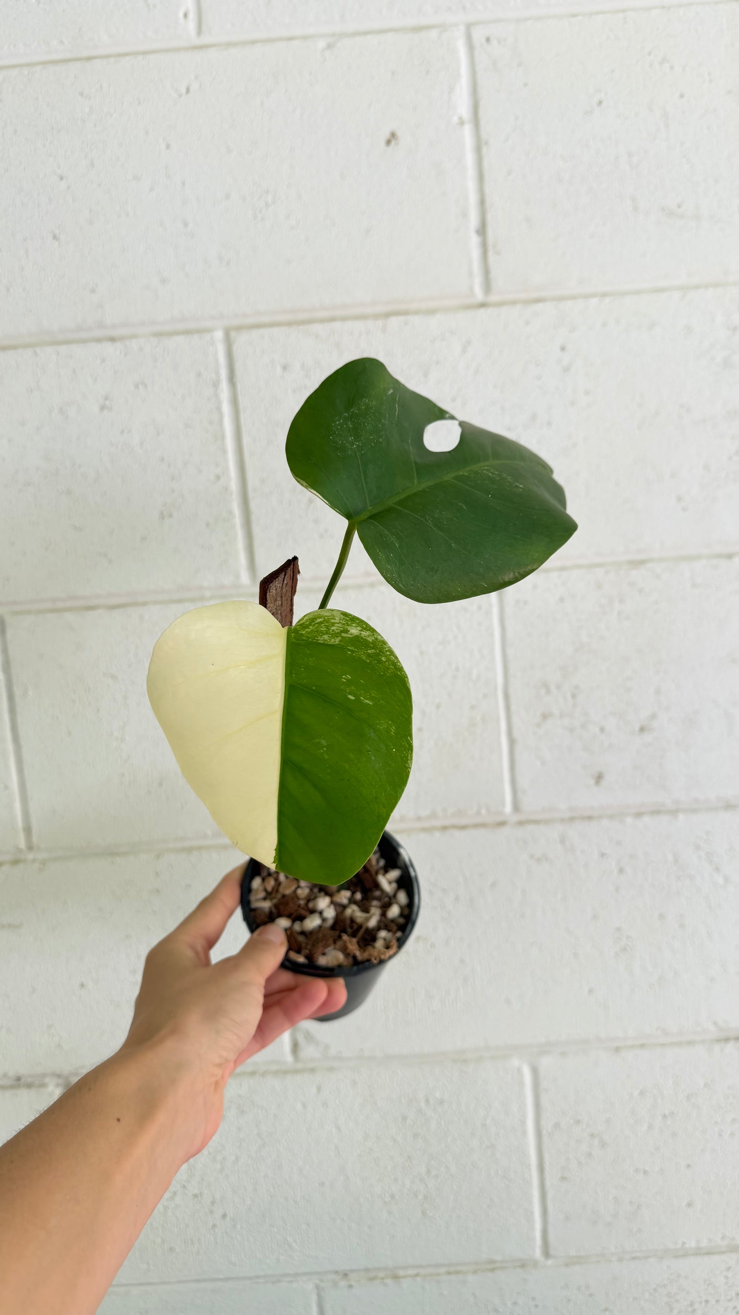 Half Moon Monstera Borsigiana Variegated