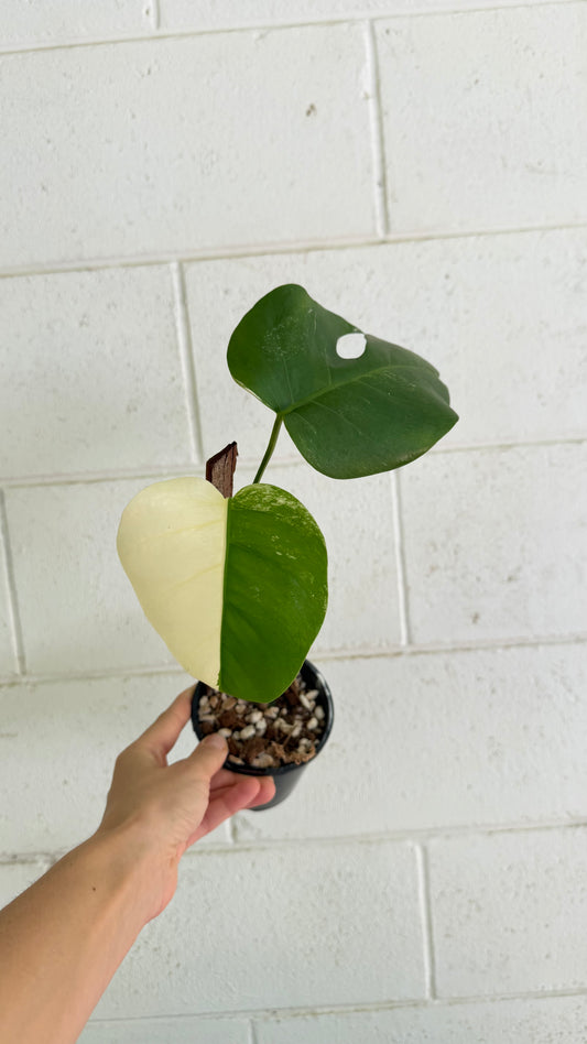 Half Moon Monstera Borsigiana Variegated