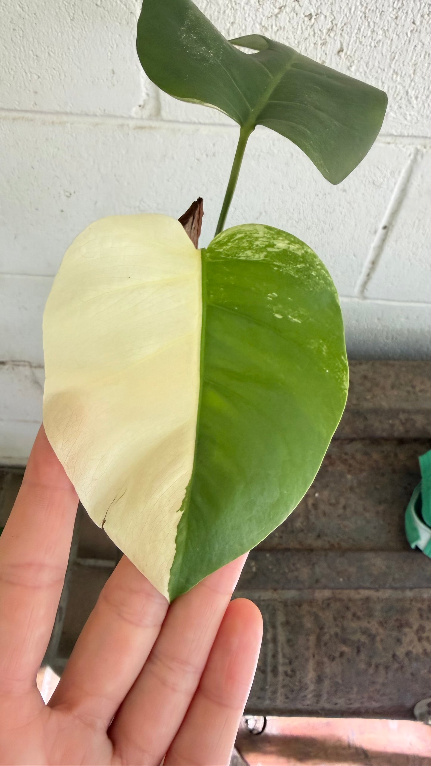 Half Moon Monstera Borsigiana Variegated