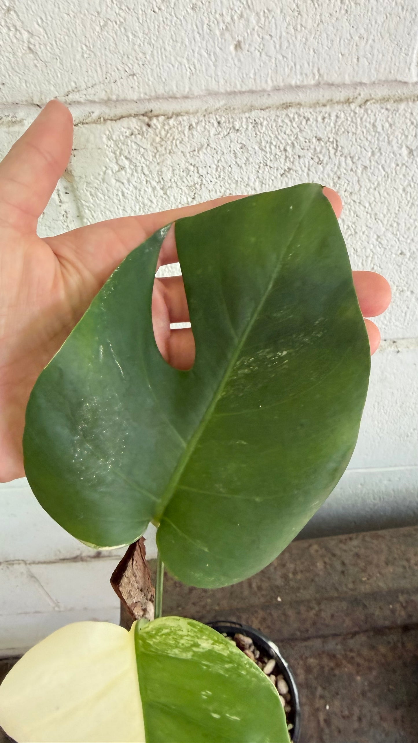 Half Moon Monstera Borsigiana Variegated