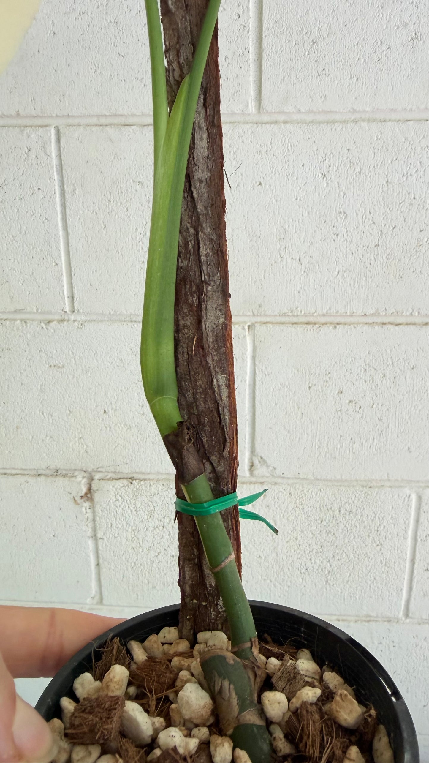 Half Moon Monstera Borsigiana Variegated