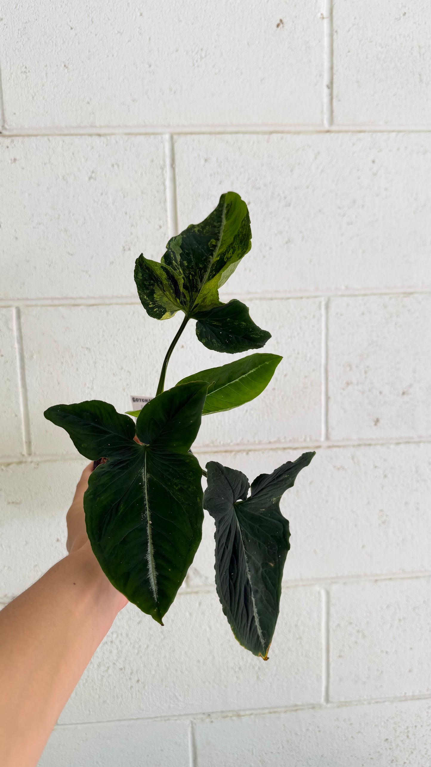 Bundle - 2x Syngonium Scrambed Eggs