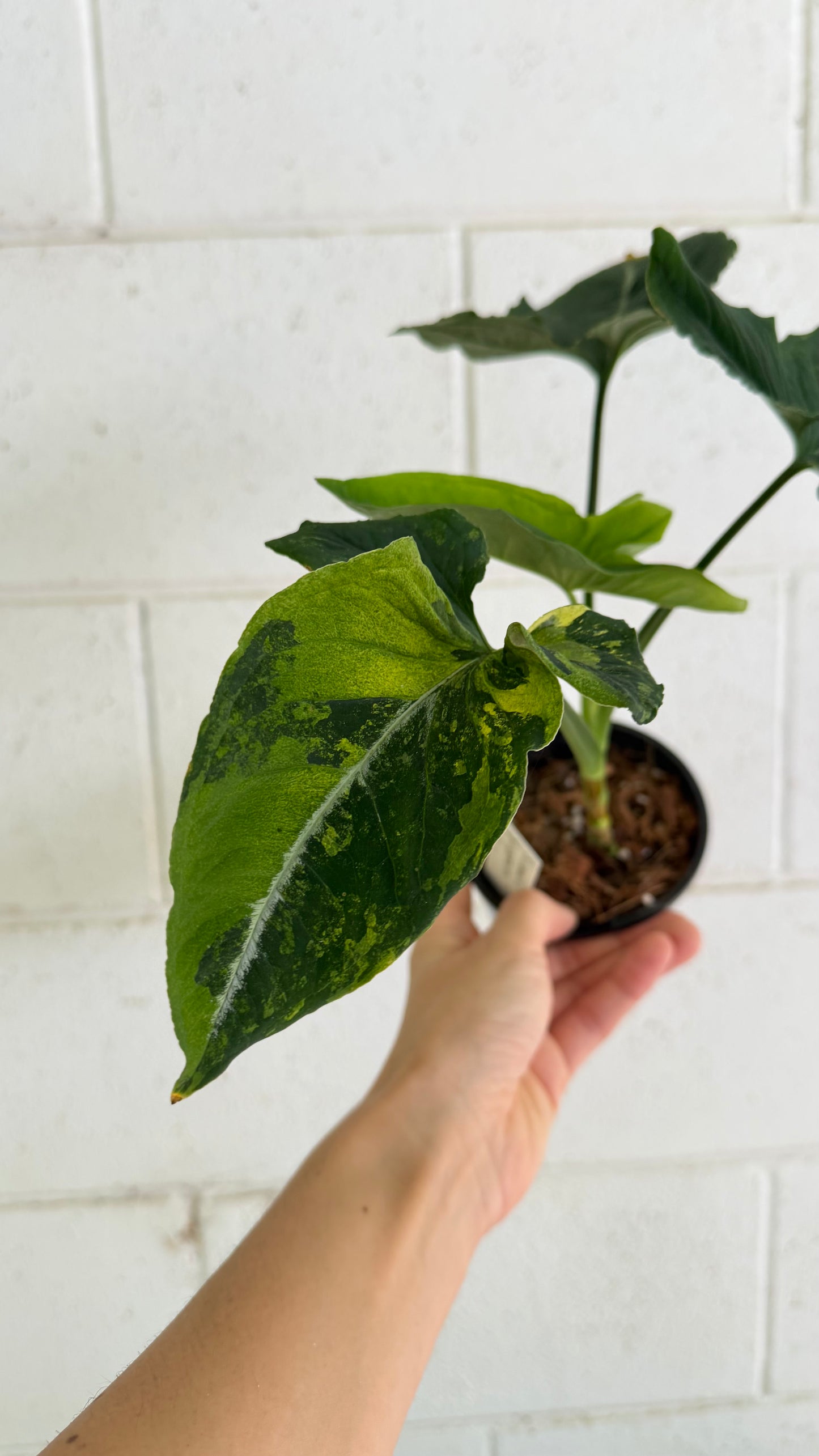Bundle - 2x Syngonium Scrambed Eggs