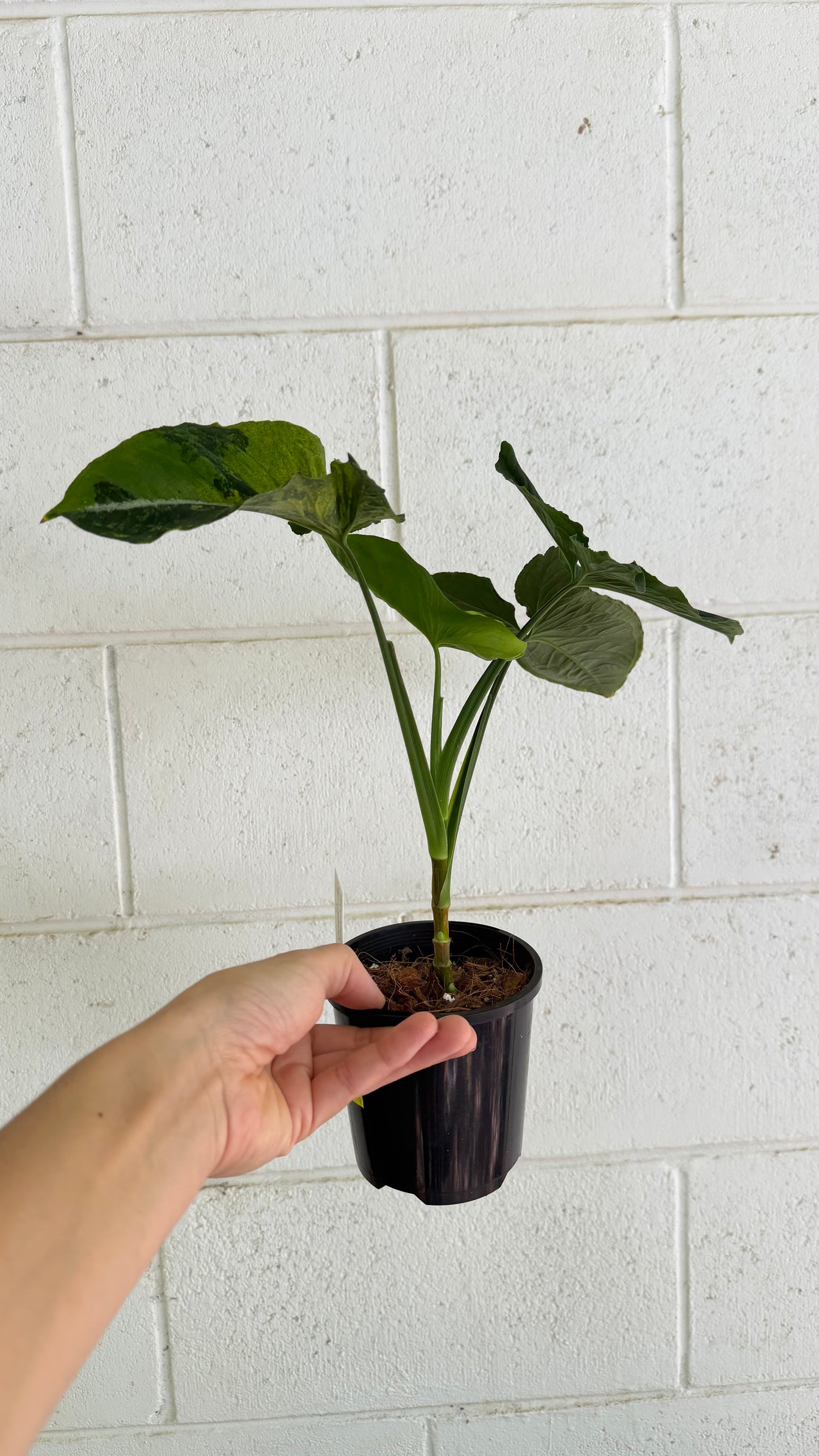 Bundle - 2x Syngonium Scrambed Eggs