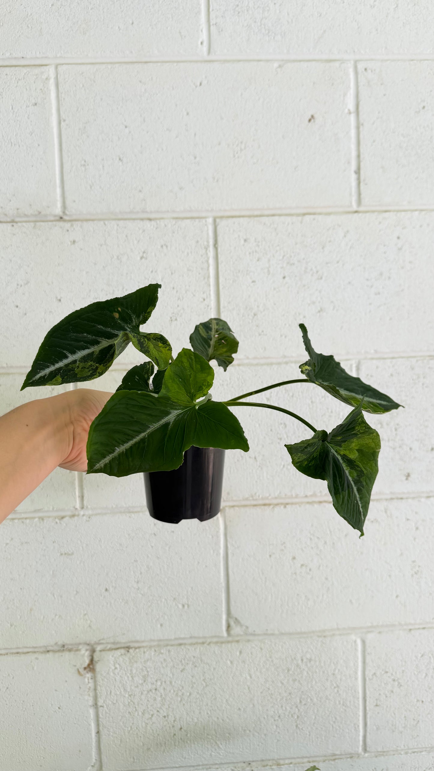 Bundle - 2x Syngonium Scrambed Eggs