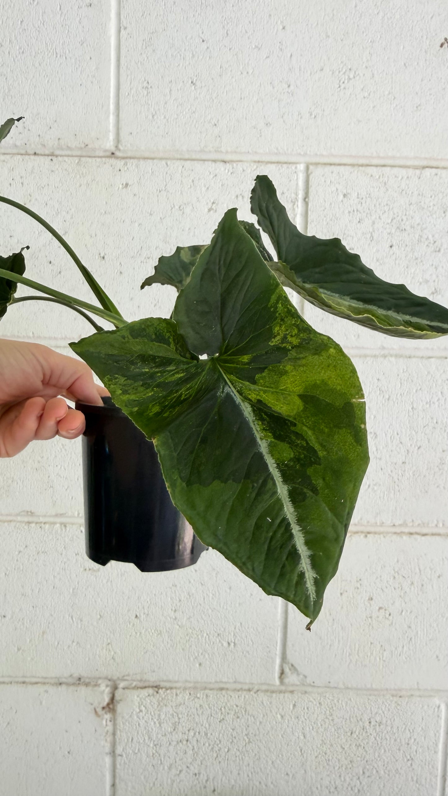 Bundle - 2x Syngonium Scrambed Eggs