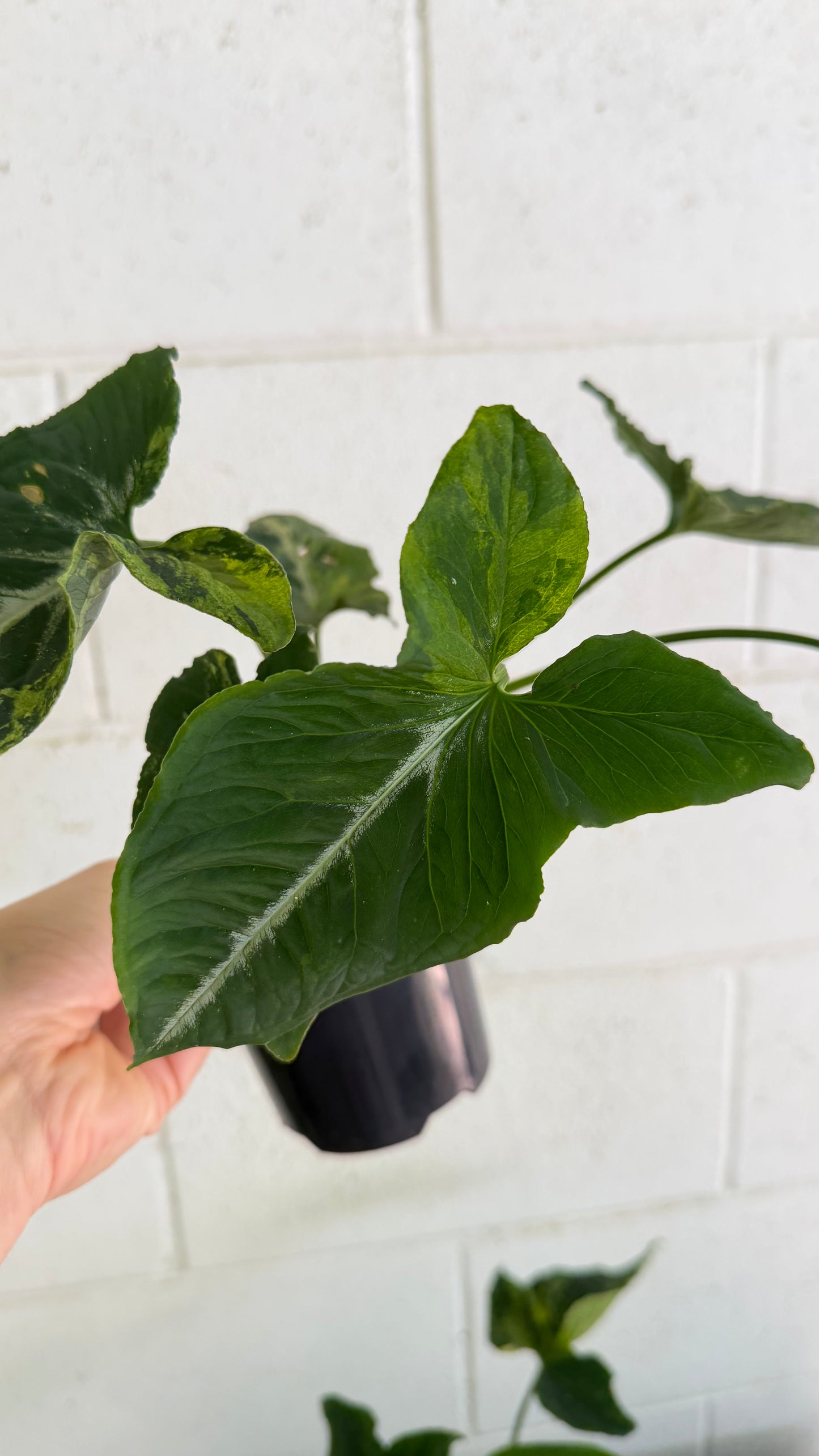 Bundle - 2x Syngonium Scrambed Eggs