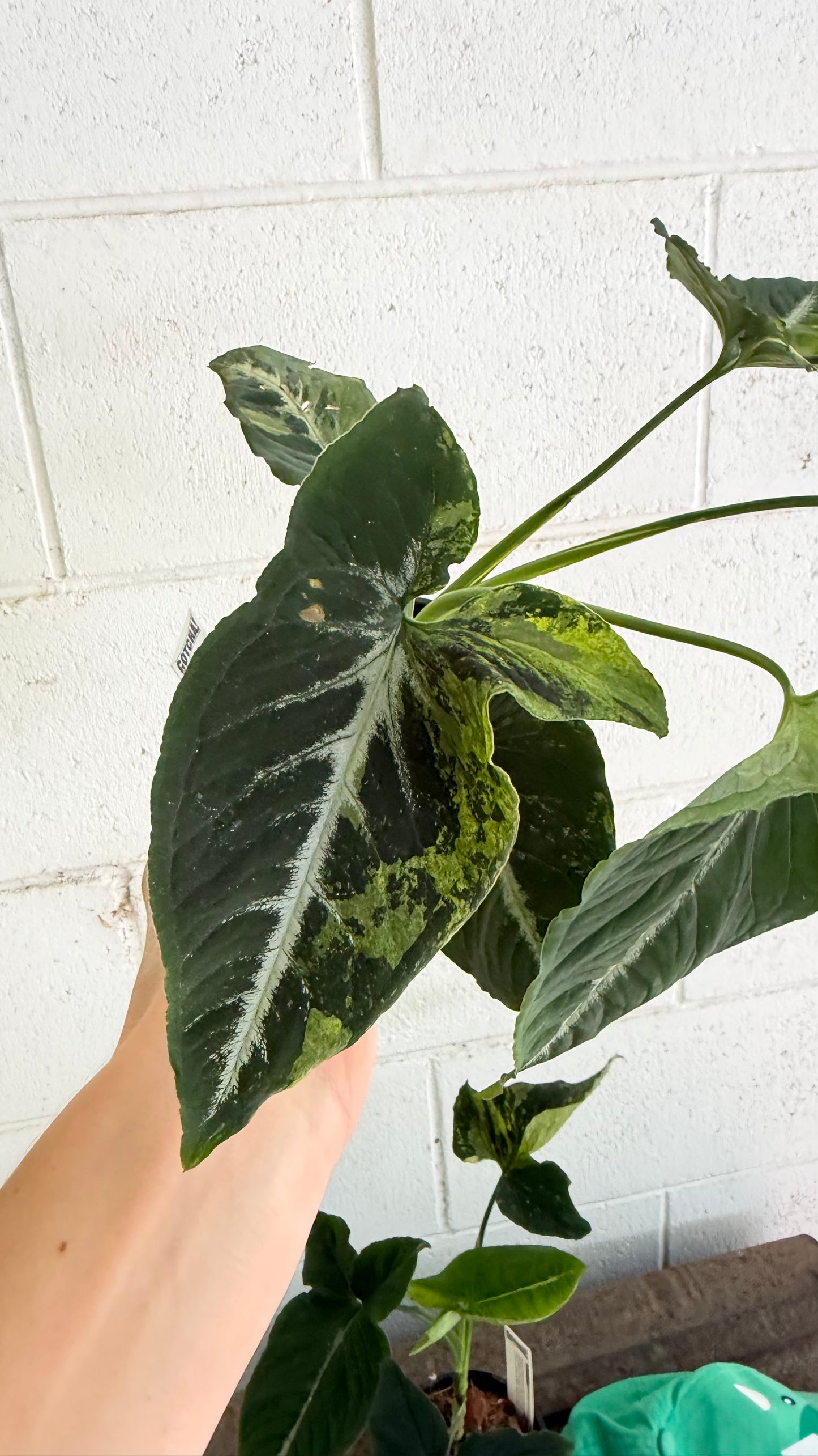 Bundle - 2x Syngonium Scrambed Eggs